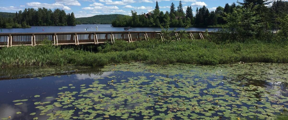 A lake with a wooden dock, surrounded by trees and lily pads.