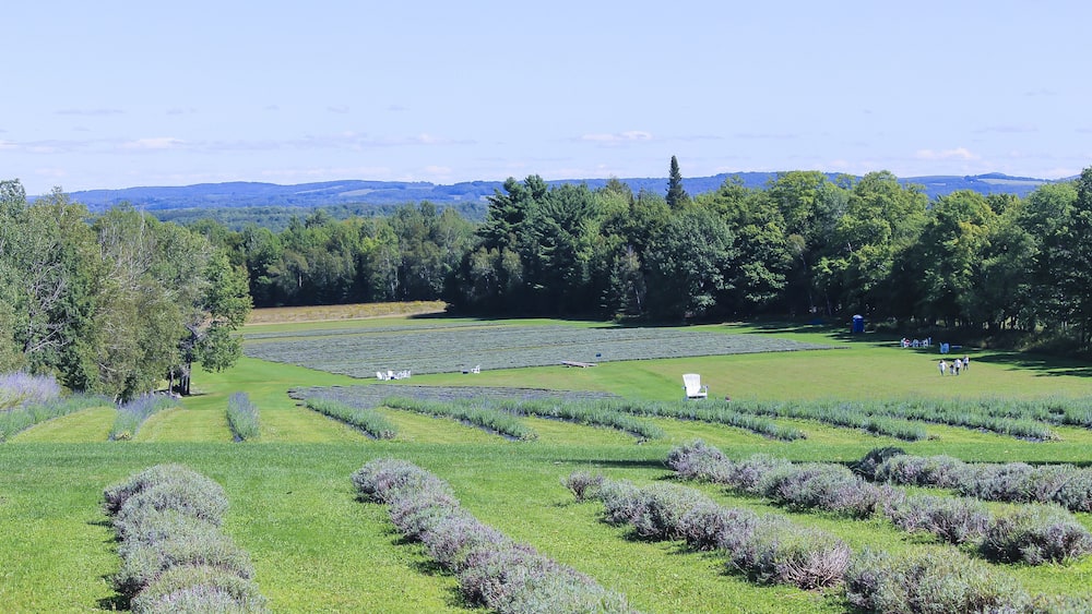 A lavender field with rows of lavender plants and a group of people in the distance.