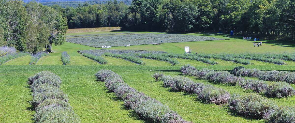 A lavender field with rows of lavender plants and a group of people in the distance.