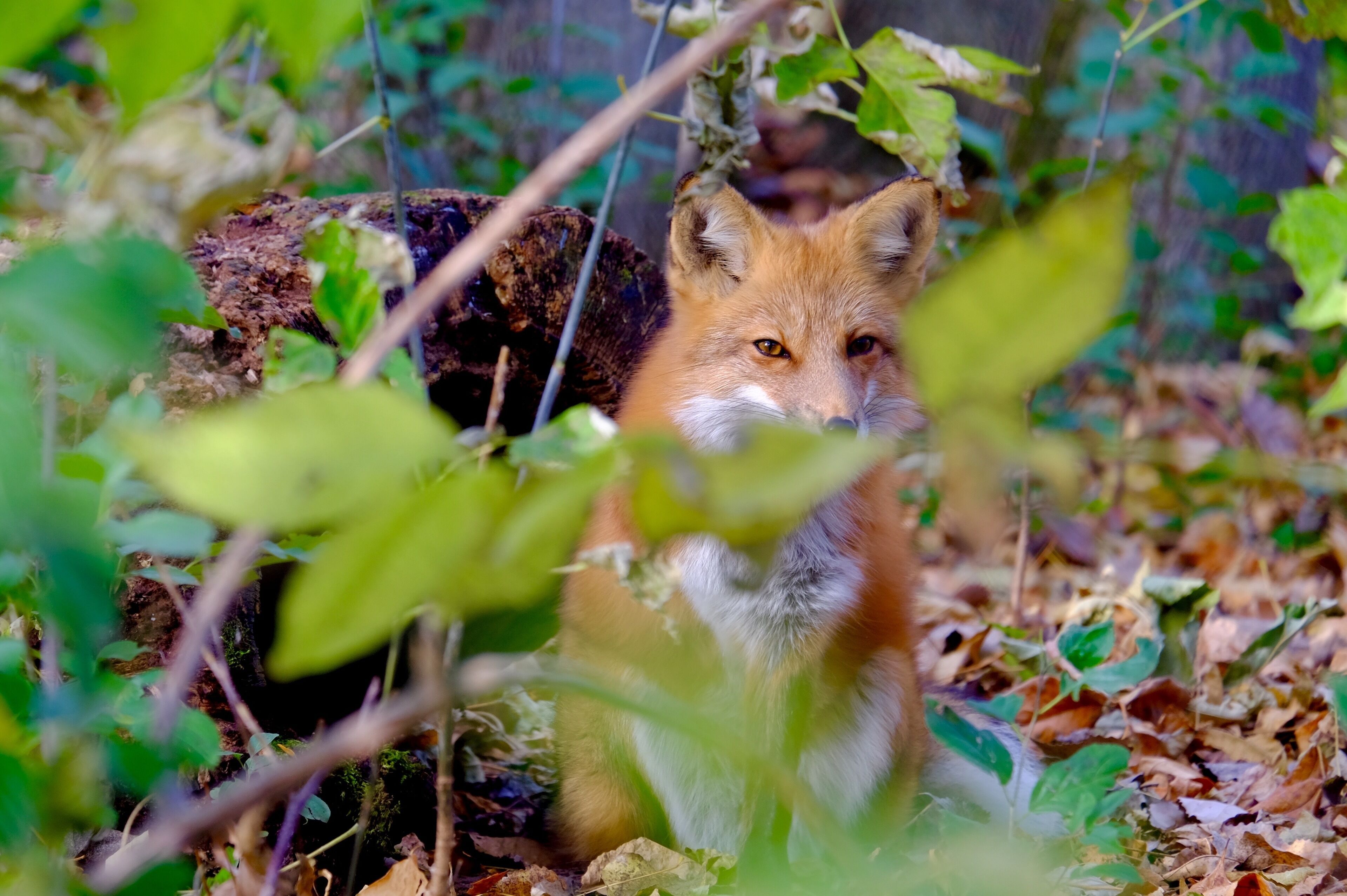 This zoo, in the west of Montreal, is a must if you want to discover the fauna of Canada in a tranquil and kid friendly way!  Our go-to when we want to get out of the city without riding a long time! On the picture, the rescued 3 legged Red Fox, Timothea.