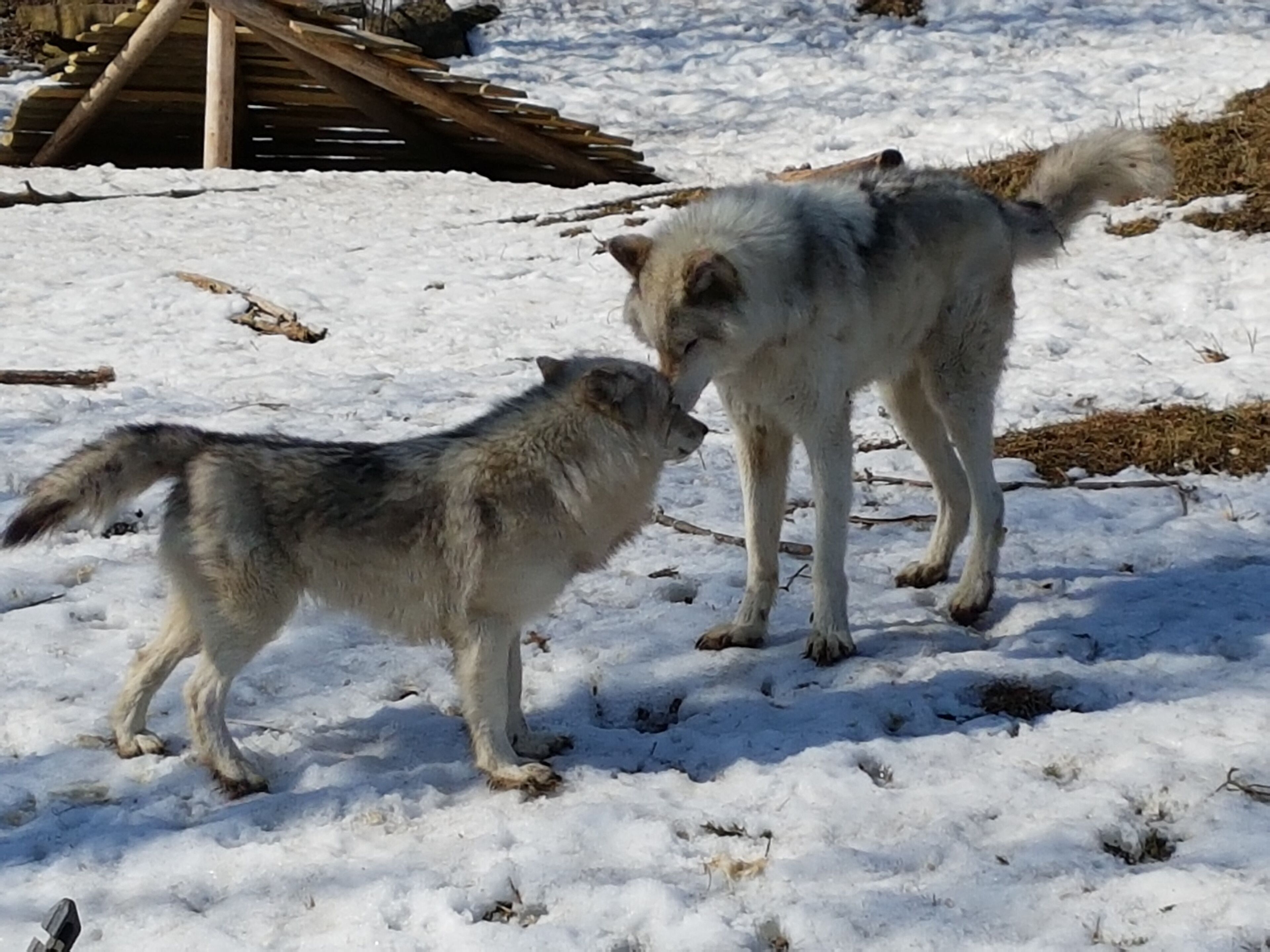 Quite a way out of montreal's downtown area, took 1 and a half hours by metro and bus to get there - but worth it. They have many indigenous animals such as lynx, porcupines, arctic foxes and wolves in lovely natural exhibits, where you can get right up close to the animals. Probably only a couple of hours worth max