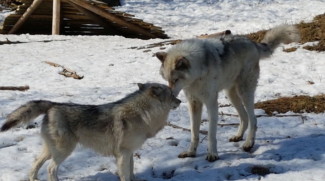Quite a way out of montreal's downtown area, took 1 and a half hours by metro and bus to get there - but worth it. They have many indigenous animals such as lynx, porcupines, arctic foxes and wolves in lovely natural exhibits, where you can get right up close to the animals. Probably only a couple of hours worth max