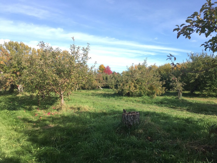 🍎🌳