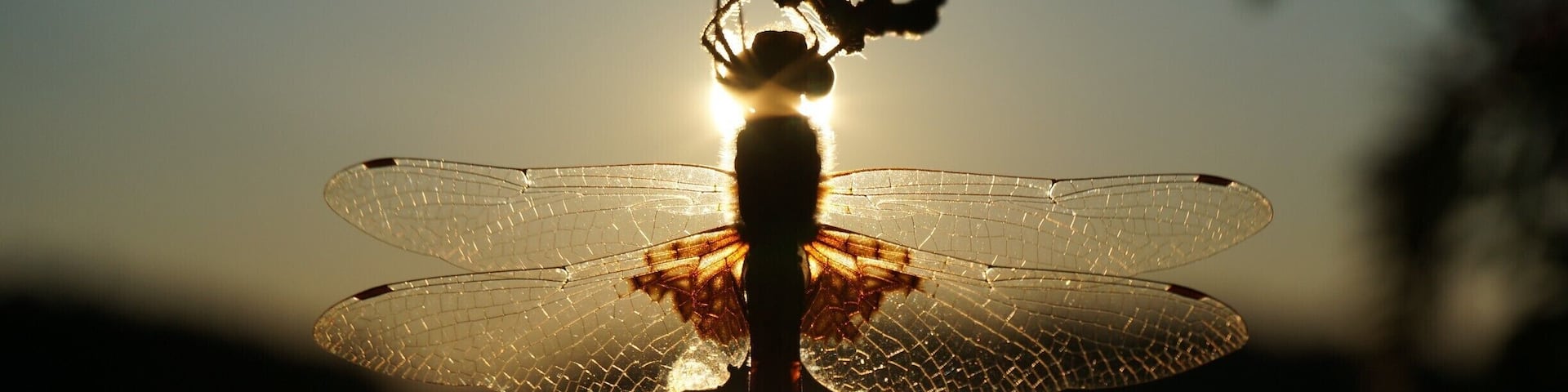 While camping for the weekend, I found this dragonfly just hanging out, chowing down on a shad fly he's just caught. I just love having dragonflies around because they eat all the pesky little mosquitoes and black flies!
