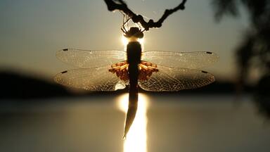 While camping for the weekend, I found this dragonfly just hanging out, chowing down on a shad fly he's just caught. I just love having dragonflies around because they eat all the pesky little mosquitoes and black flies!