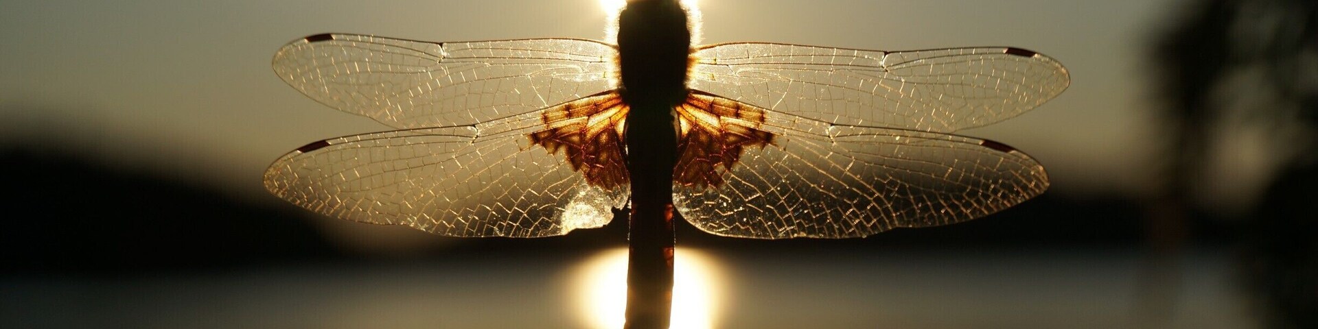 While camping for the weekend, I found this dragonfly just hanging out, chowing down on a shad fly he's just caught. I just love having dragonflies around because they eat all the pesky little mosquitoes and black flies!