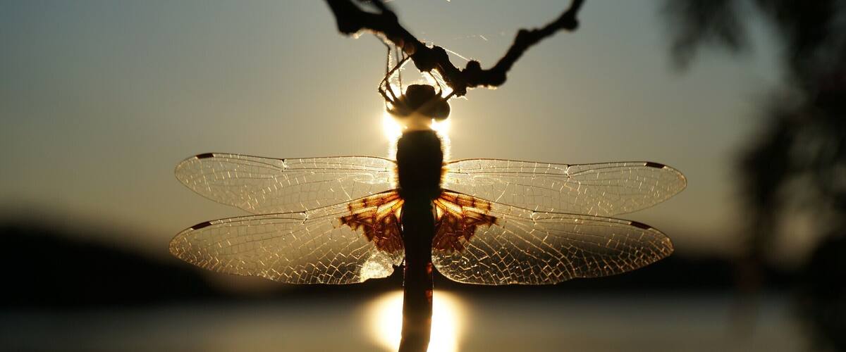 A dragonfly with its wings spread, reflecting sunlight on a calm water surface.