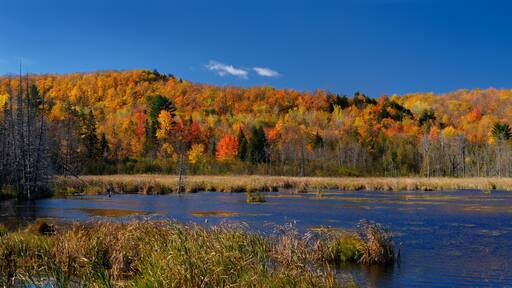 Panorama of a Gatineau Park lake in the Fall with colorful leaves at the back of Camp Fortune