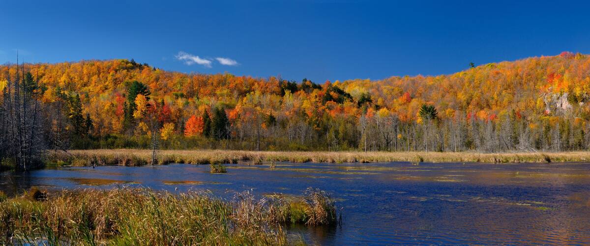 A lake surrounded by autumn-colored trees and a clear blue sky.
