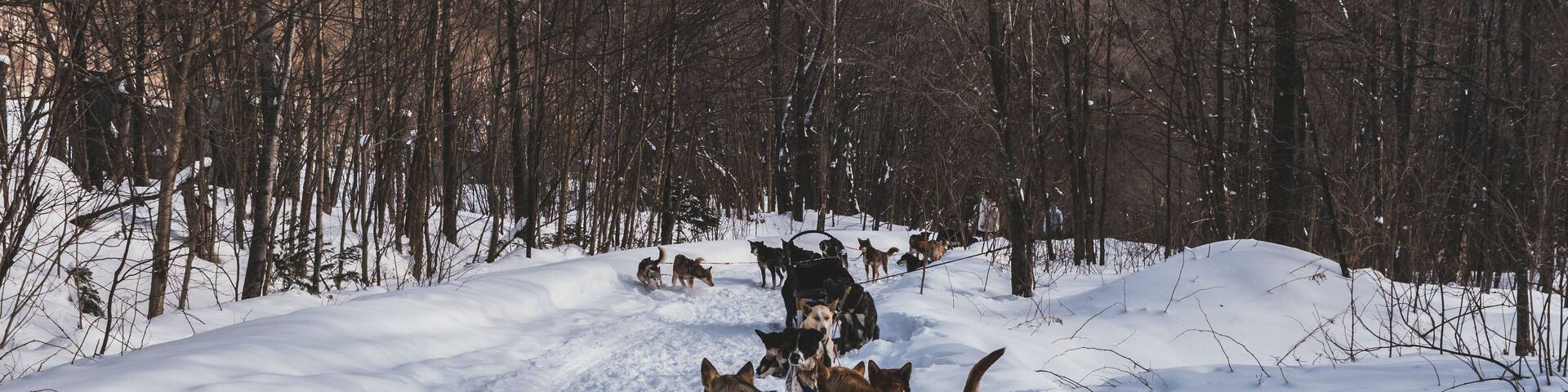 Musher with his dogs in Northern Quebec, Canada. Dog sled