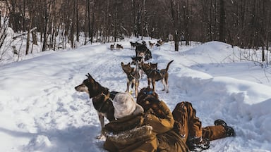Une personne allongée dans la neige, entourée de plusieurs chiens, dans une zone boisée.