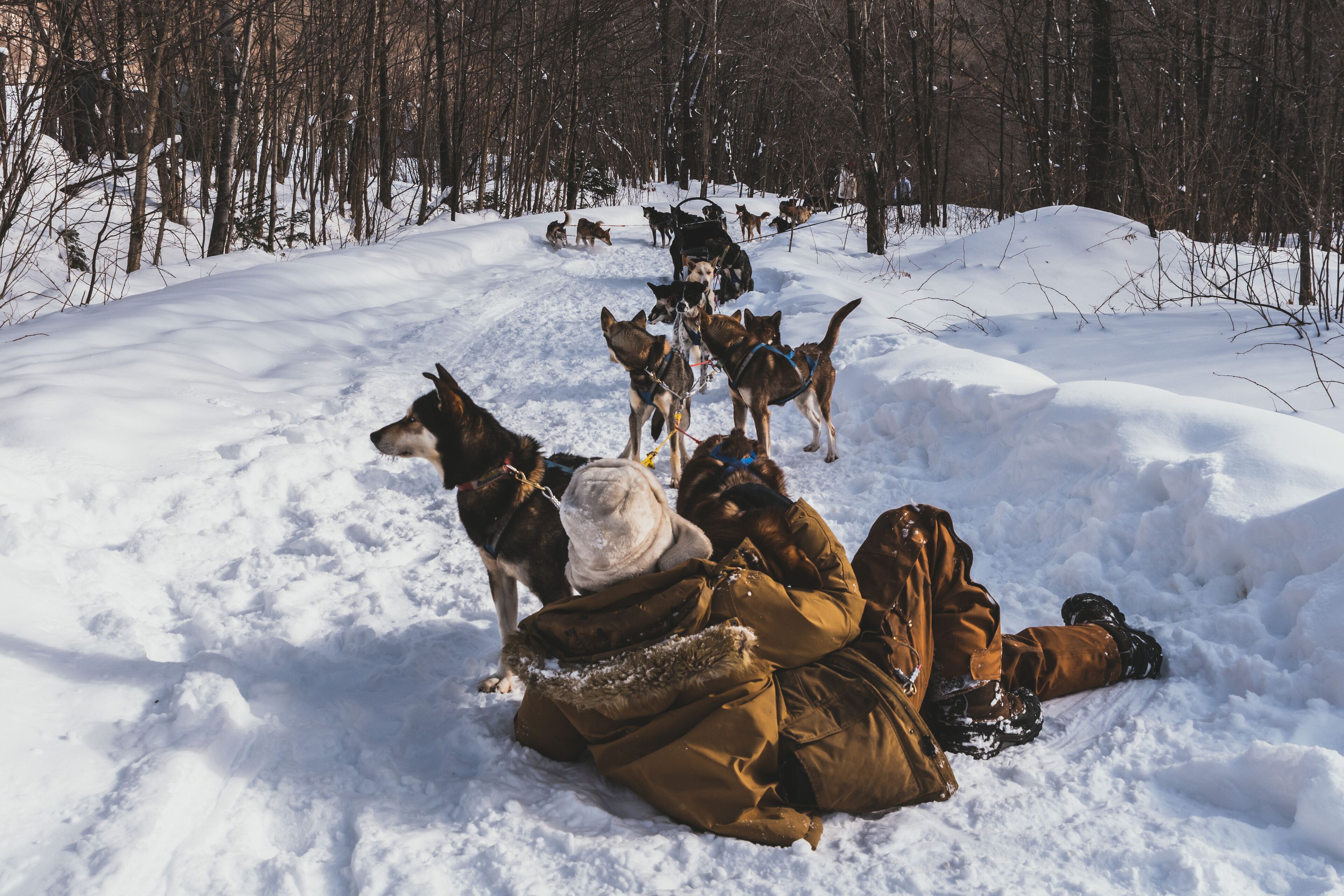 A person lying in the snow with several dogs around them in a forested area.