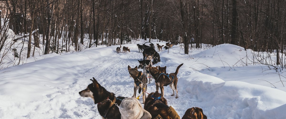 A person lying in the snow with several dogs around them in a forested area.