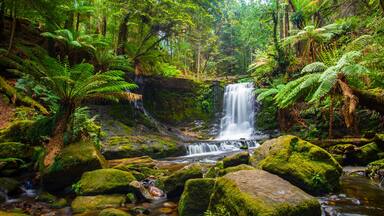 A forested area with a waterfall, moss-covered rocks, and ferns.
