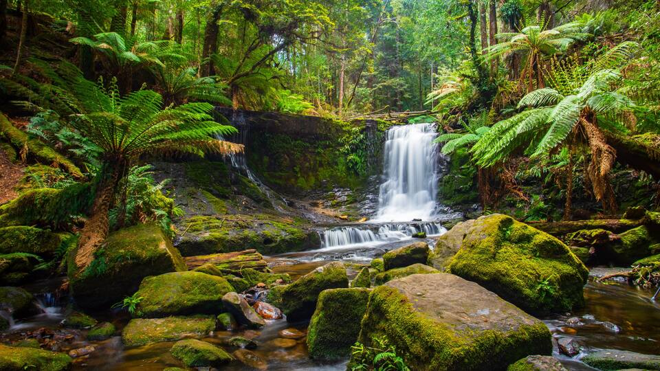 A forested area with a waterfall, moss-covered rocks, and ferns.