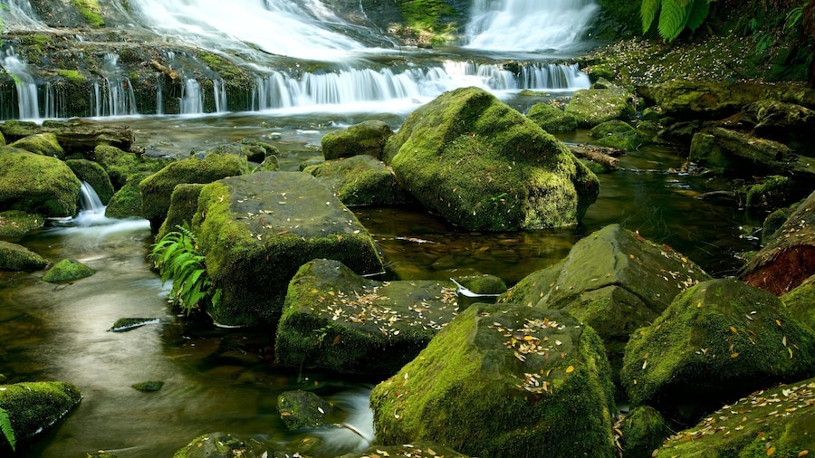 Mt. Field National Park