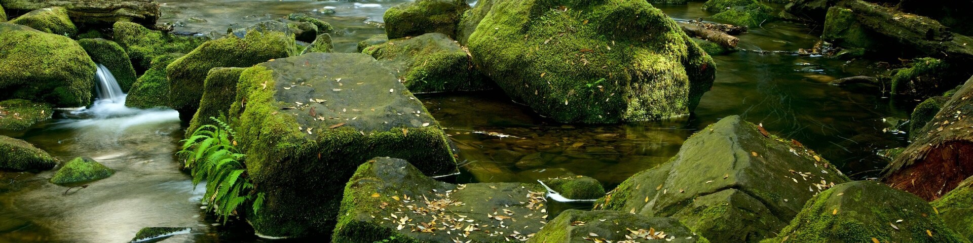 Mt. Field National Park