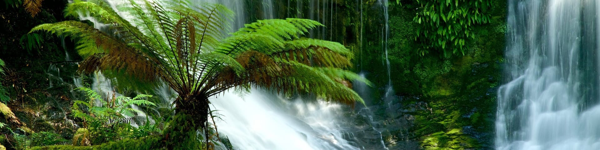 Mt. Field National Park