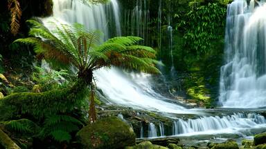 Mount Field National Park qui includes chute d\'eau