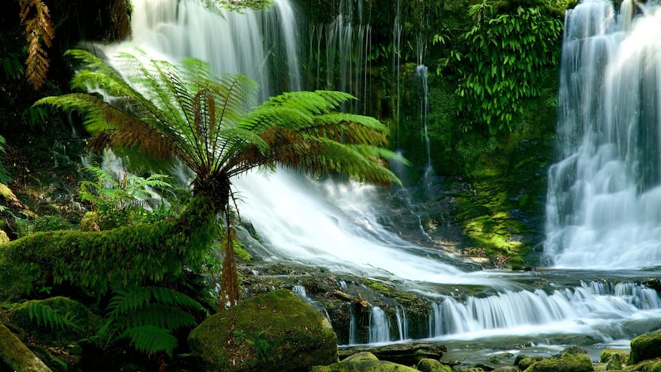 A lush rainforest with a waterfall cascading over moss-covered rocks and ferns.