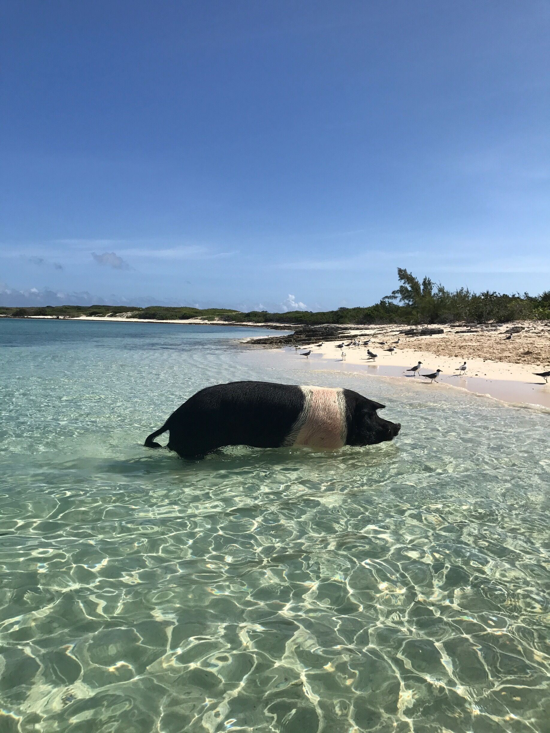 Exuma Watersports will take you to see the swimming pigs 🐷 
#Exuma #Bahamas #swimmingpigs
#boattrip #saltlife
#beachbound