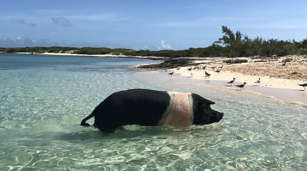 Exuma Watersports will take you to see the swimming pigs 🐷
#Exuma #Bahamas #swimmingpigs
#boattrip #saltlife
#beachbound