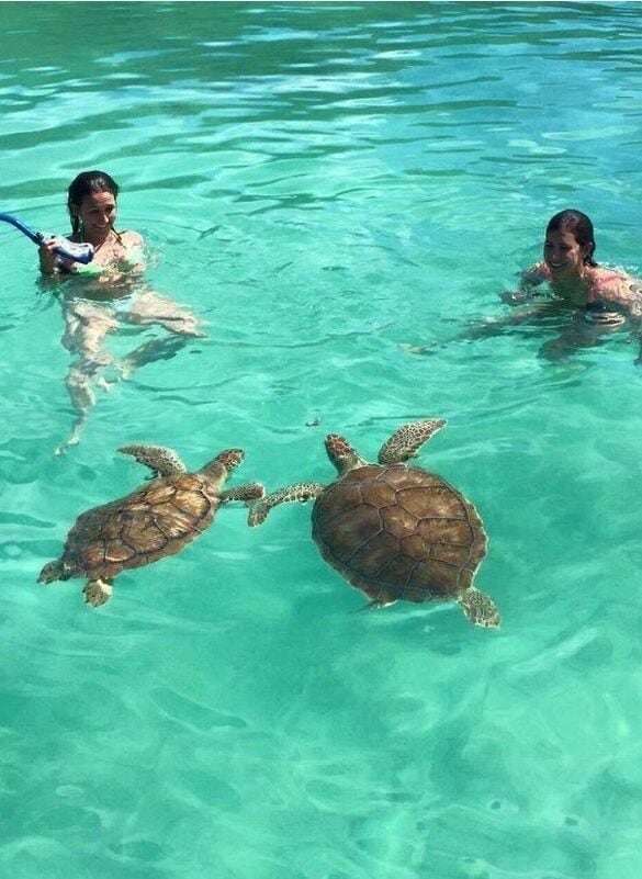 Two people swimming with sea turtles in clear turquoise water.