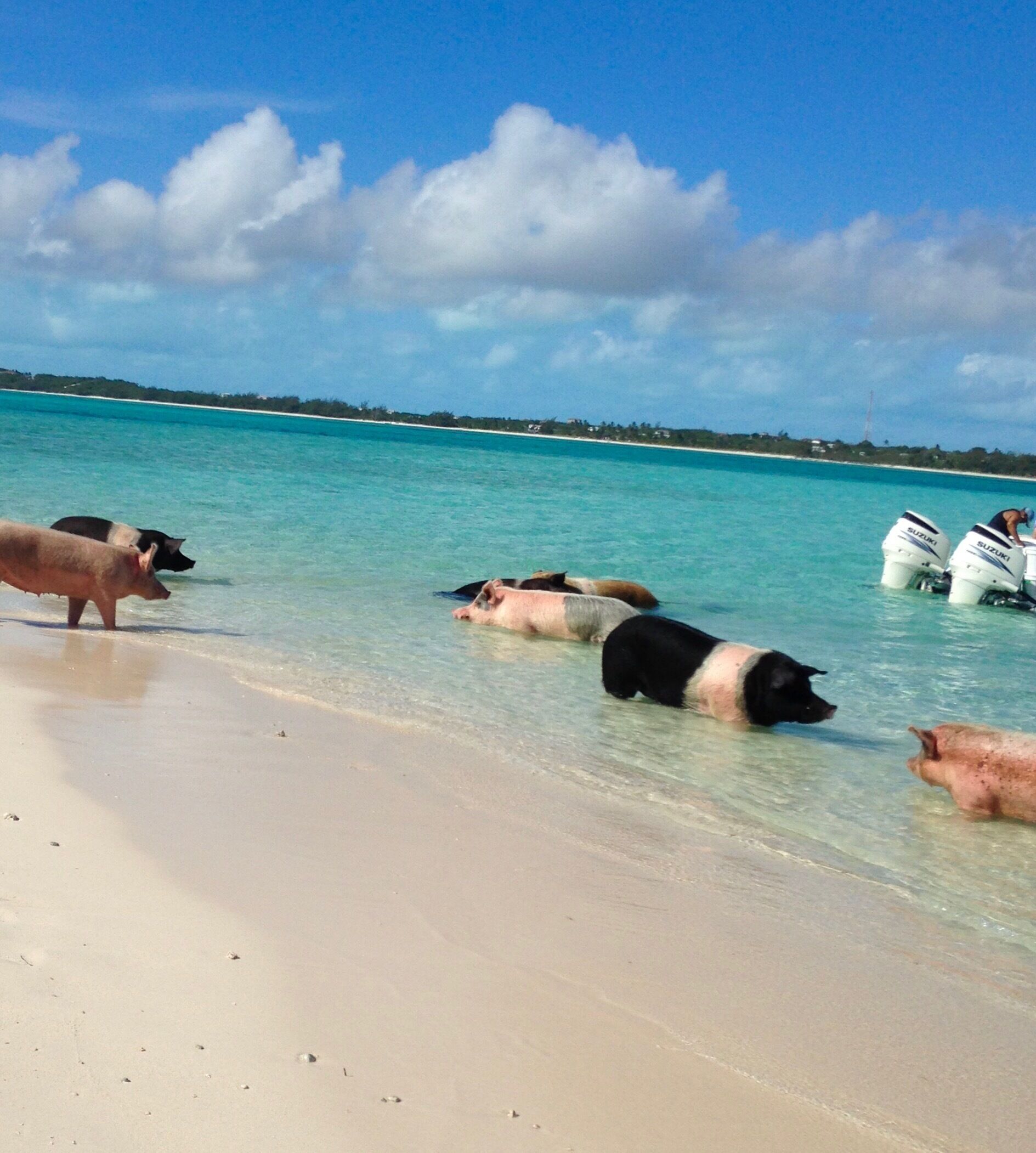 Funniest thing we have ever done 🐷
#Swimmimgwithpigs
#Exuma #Bahamas 
#boattrip #pigisland
#beachbound #wildlife