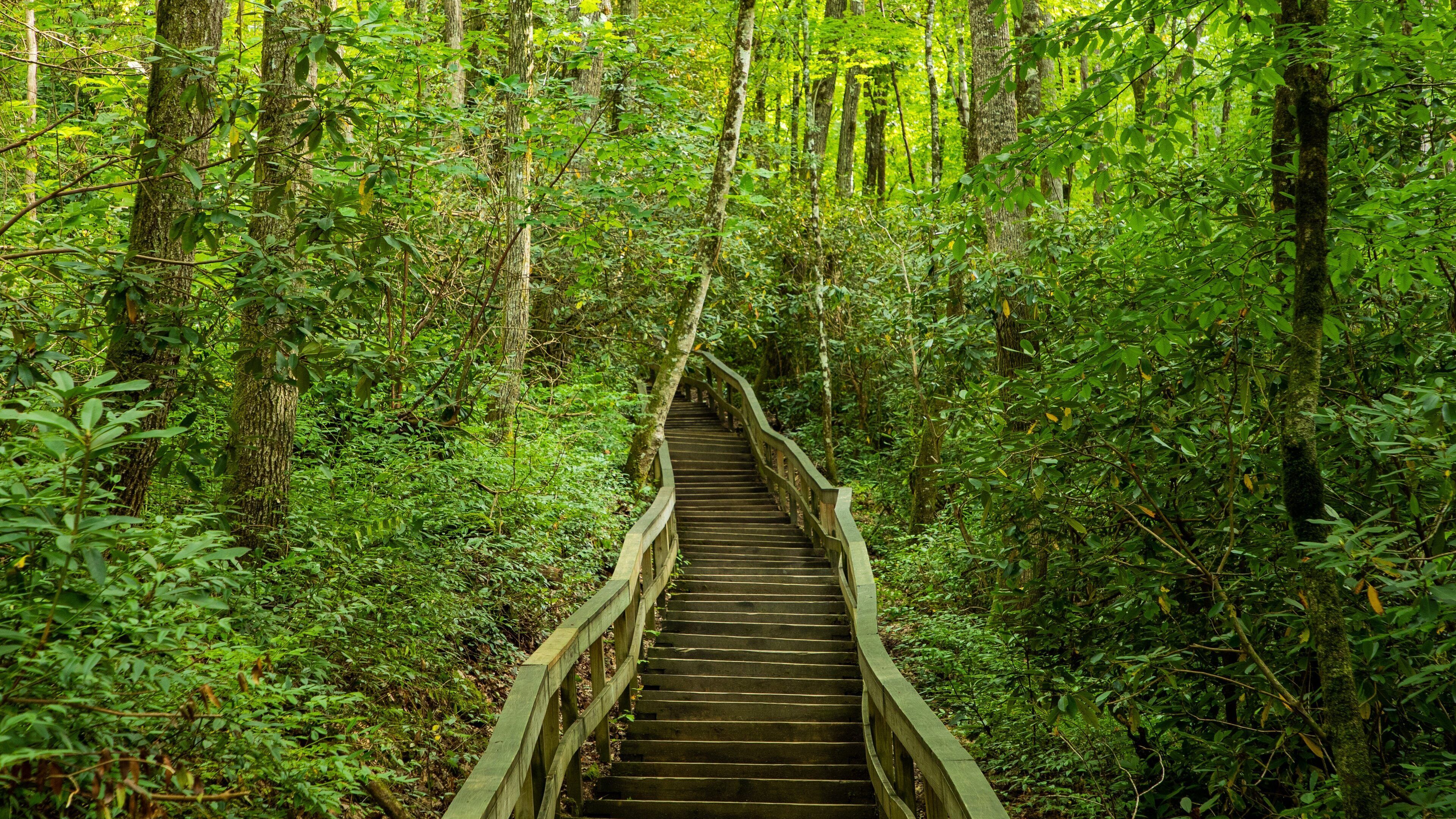 Mingo Falls which includes a bridge and forests