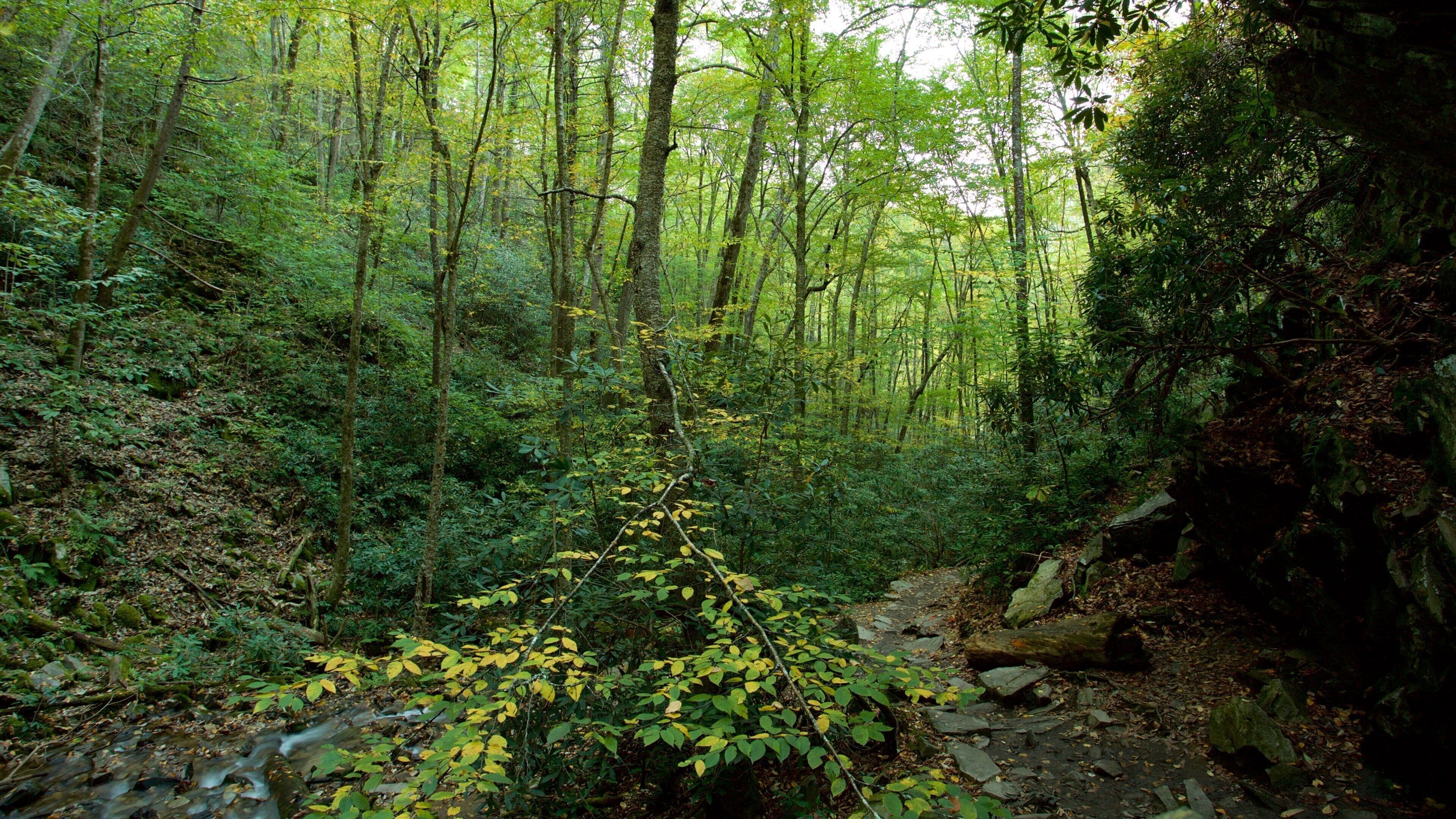 Great Smoky Mountains National Park featuring a river or creek and forests