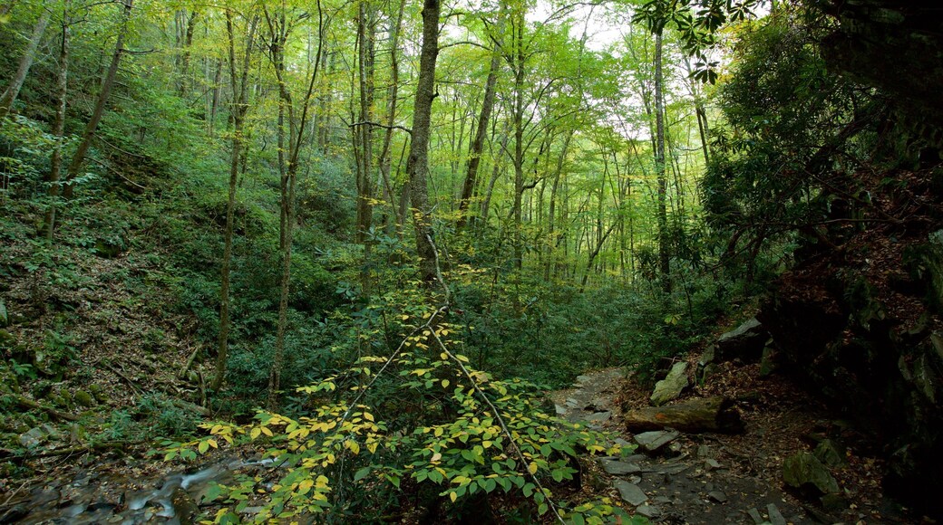 Great Smoky Mountains National Park featuring a river or creek and forests