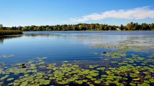 Lotus leaves at the lake in autumn
