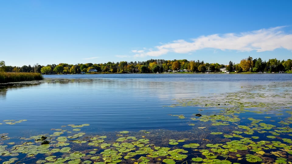 A calm lake with lily pads and a forested shoreline.