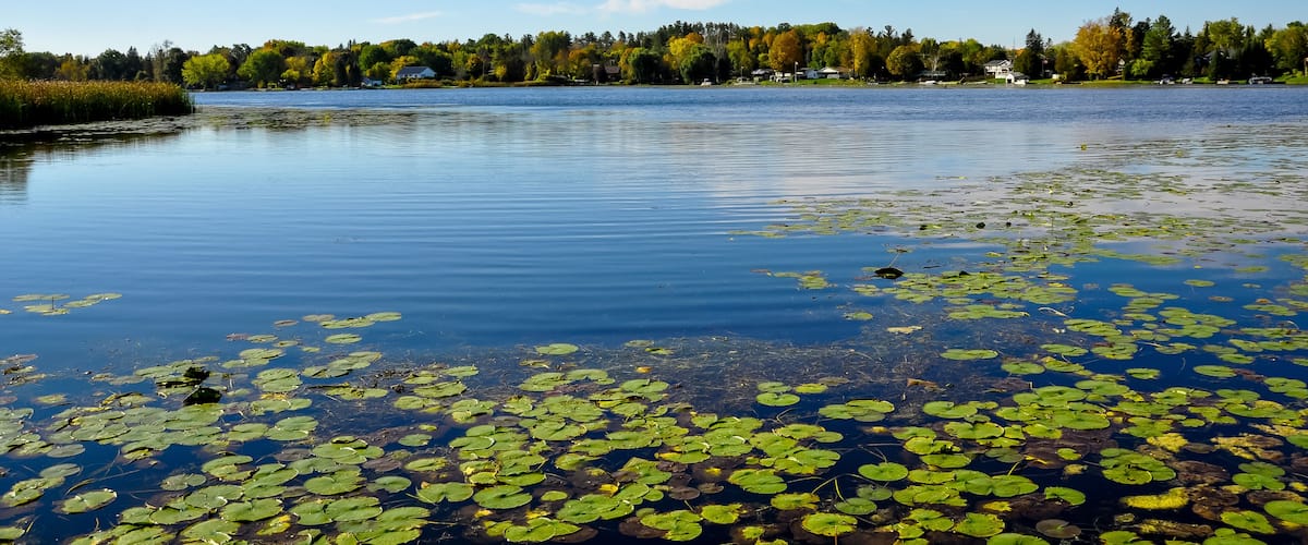 A calm lake with lily pads and a forested shoreline.