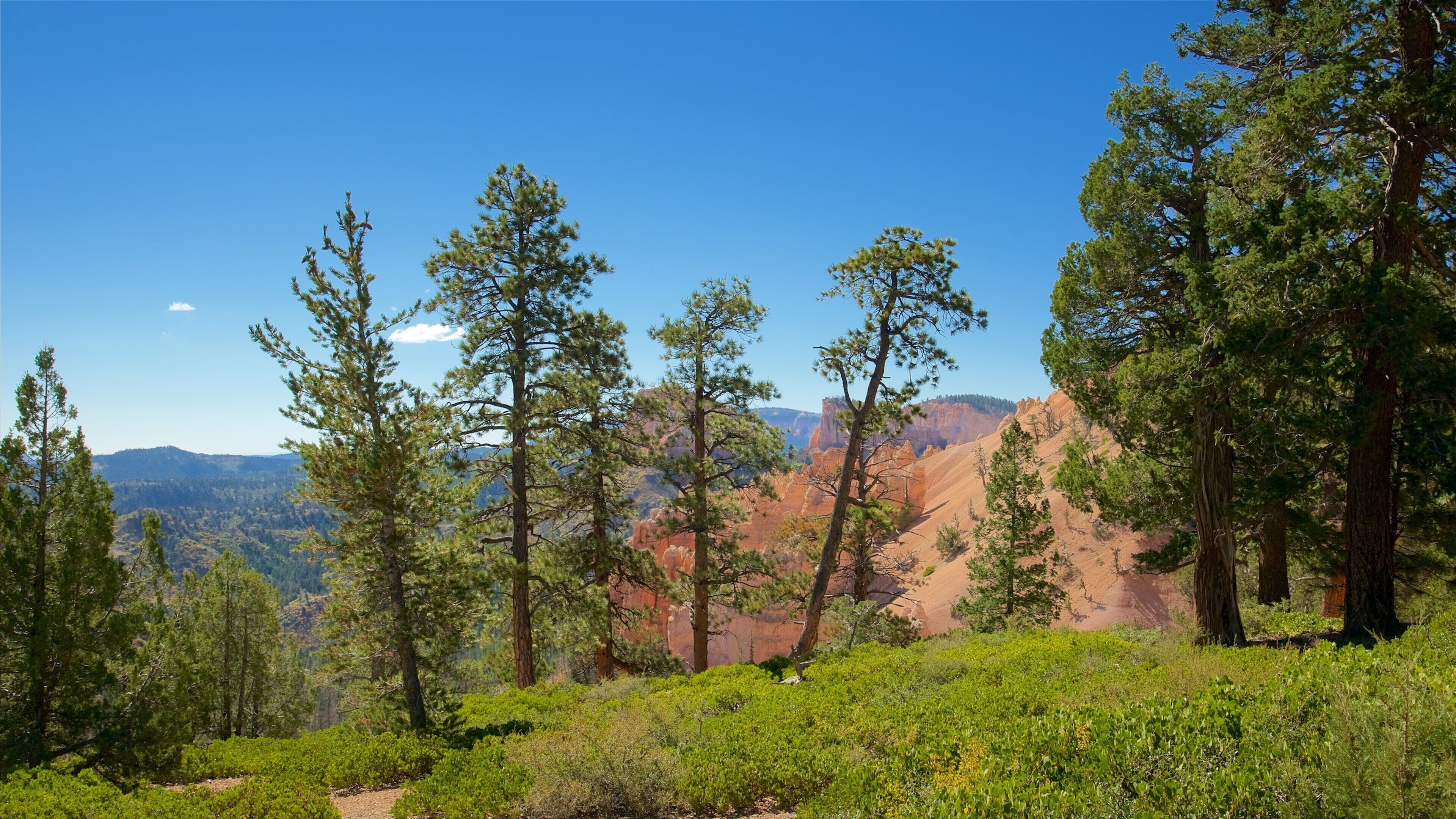 トロピック 表示 静かな風景 と 森林の風景