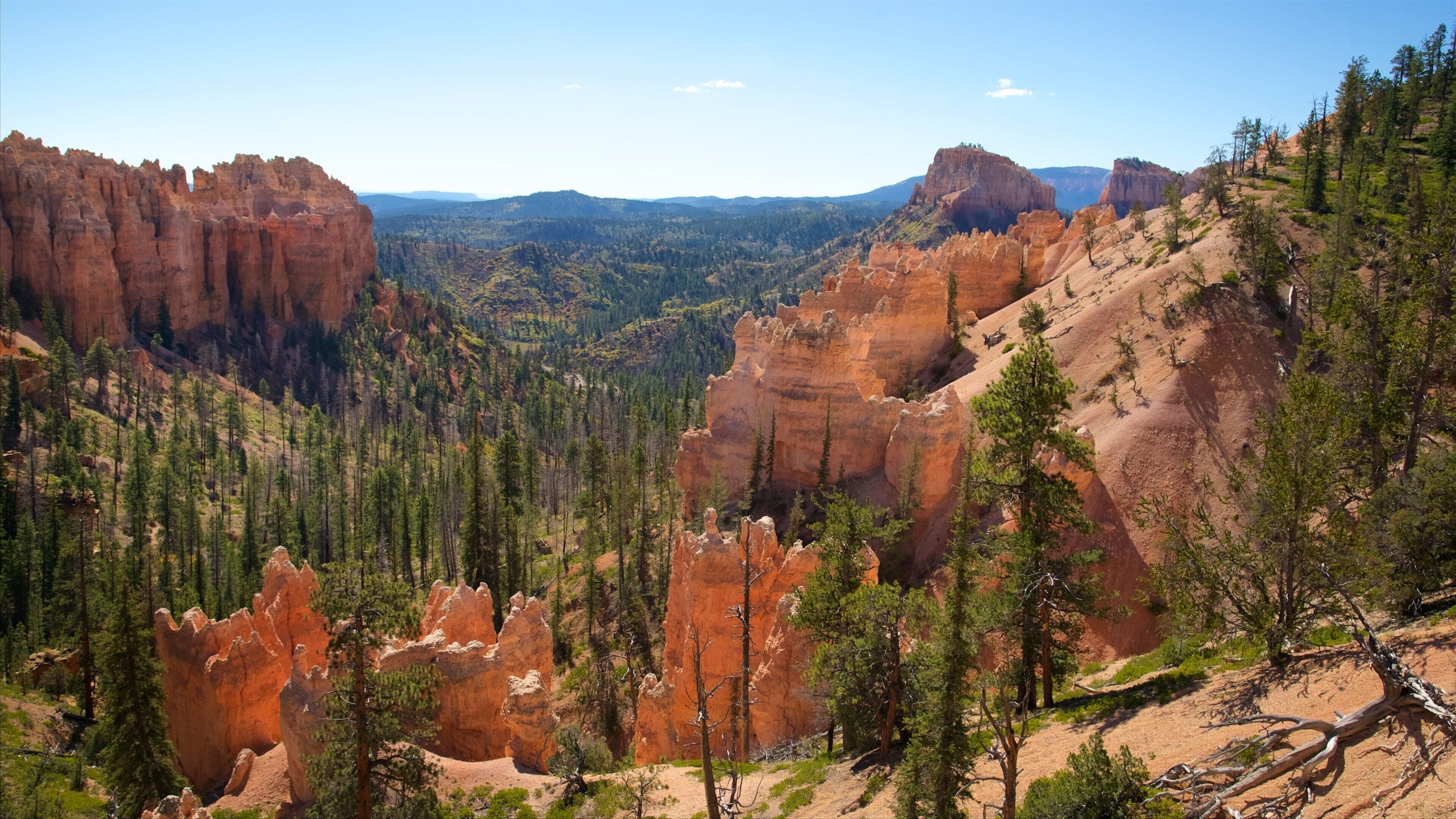Un cañón con formaciones rocosas rojas, un bosque denso y montañas distantes.