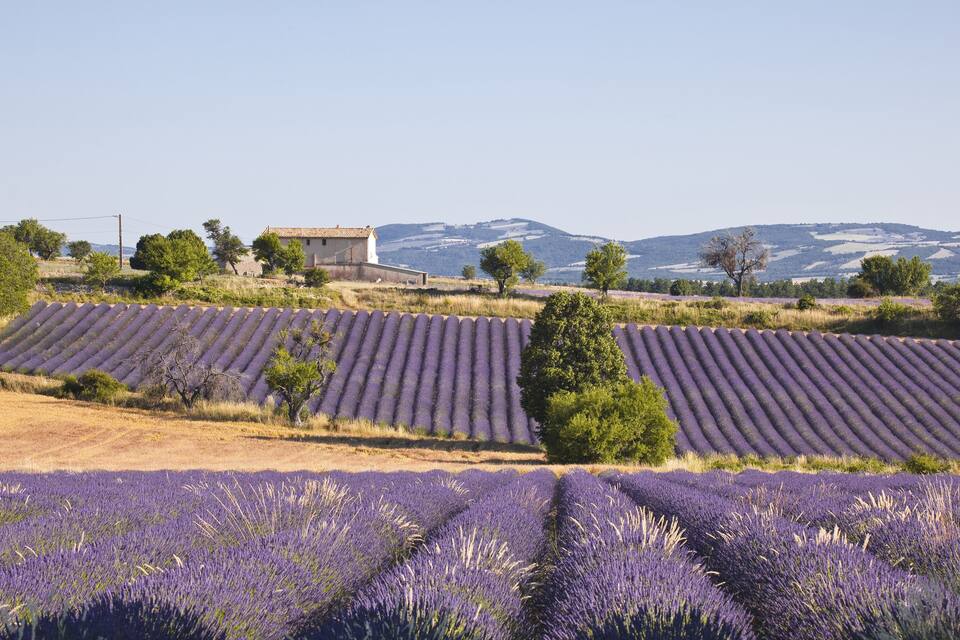 Lavender fields, a rural building, and distant mountains.