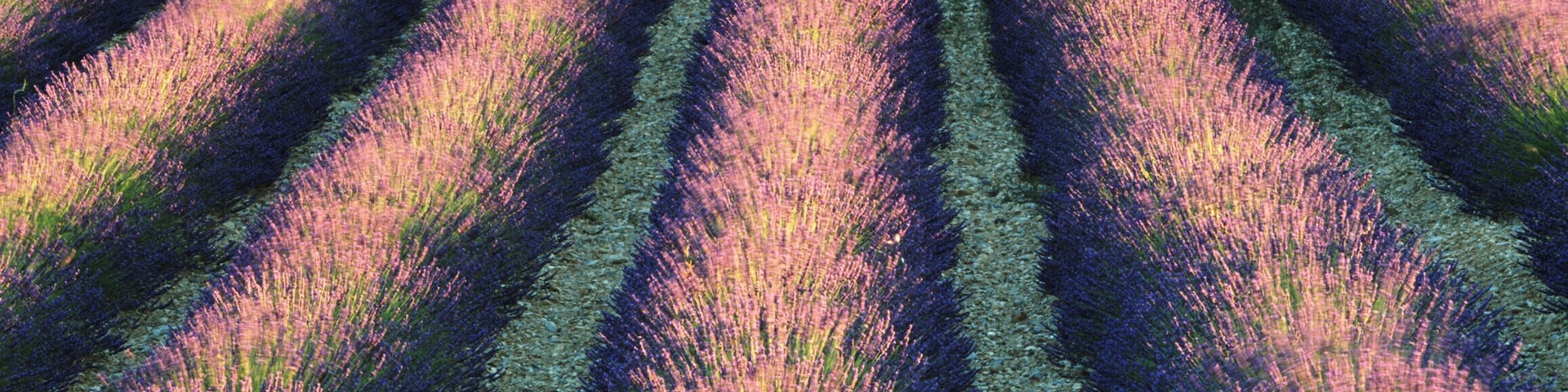 France, Provence, Sault region, lavender fields (full frame)