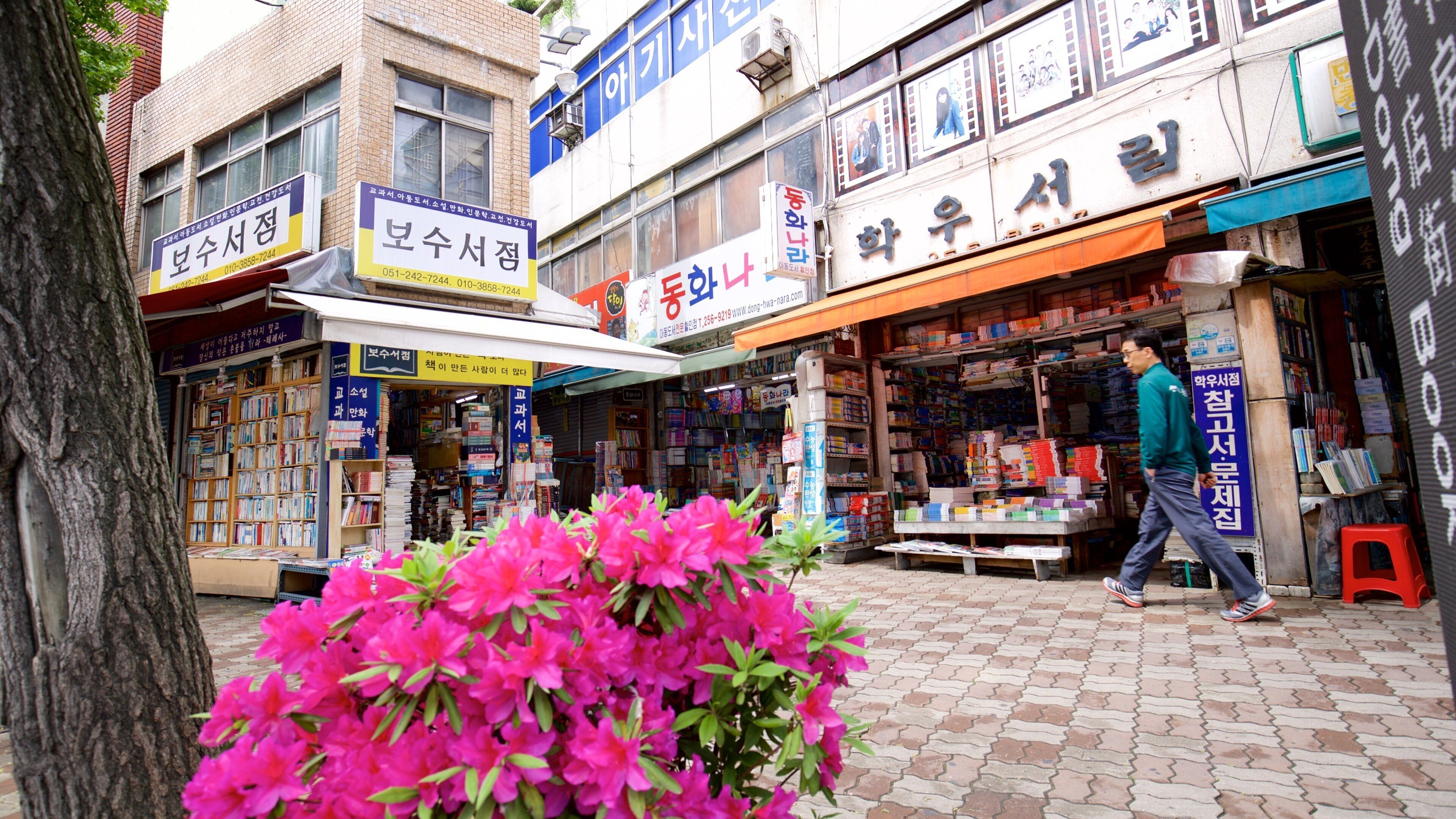 Busan showing wild flowers as well as an individual male