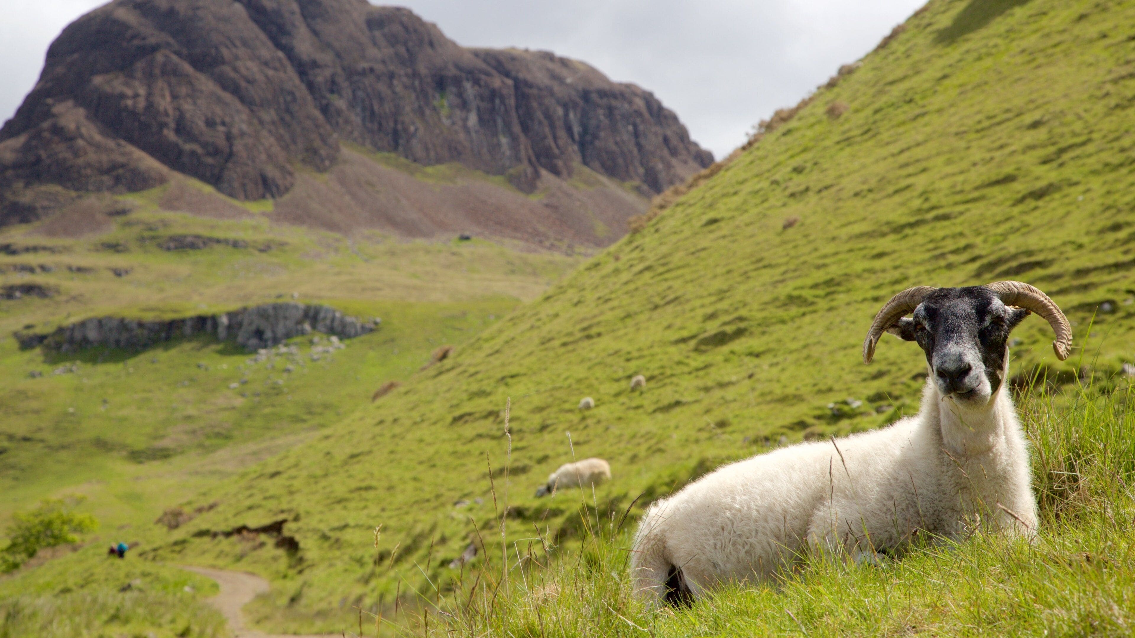 Isle of Skye que incluye animales terrestres, escenas tranquilas y montañas