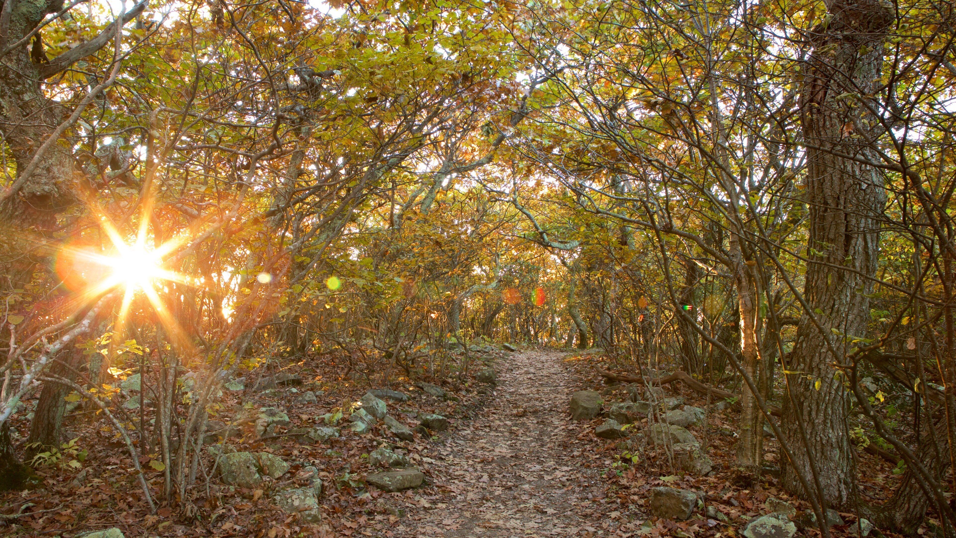Stony Man which includes forests and a sunset