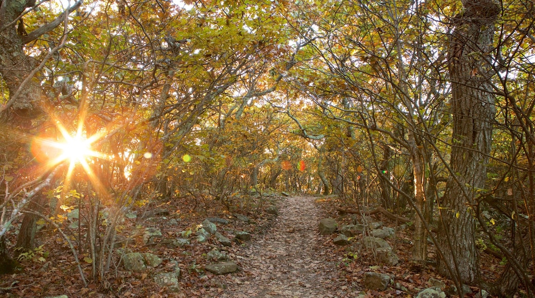 Stony Man which includes forests and a sunset