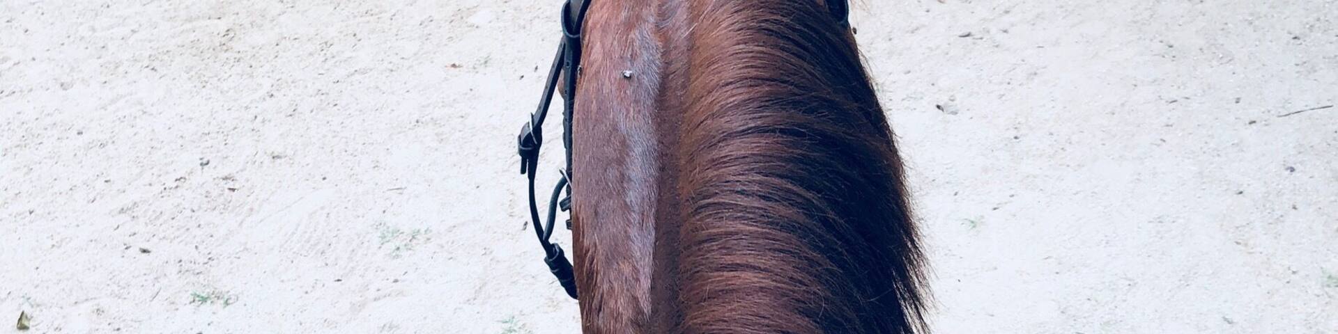 Horse back riding!
#LikeALocal