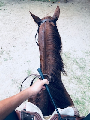 Horse back riding!
#LikeALocal