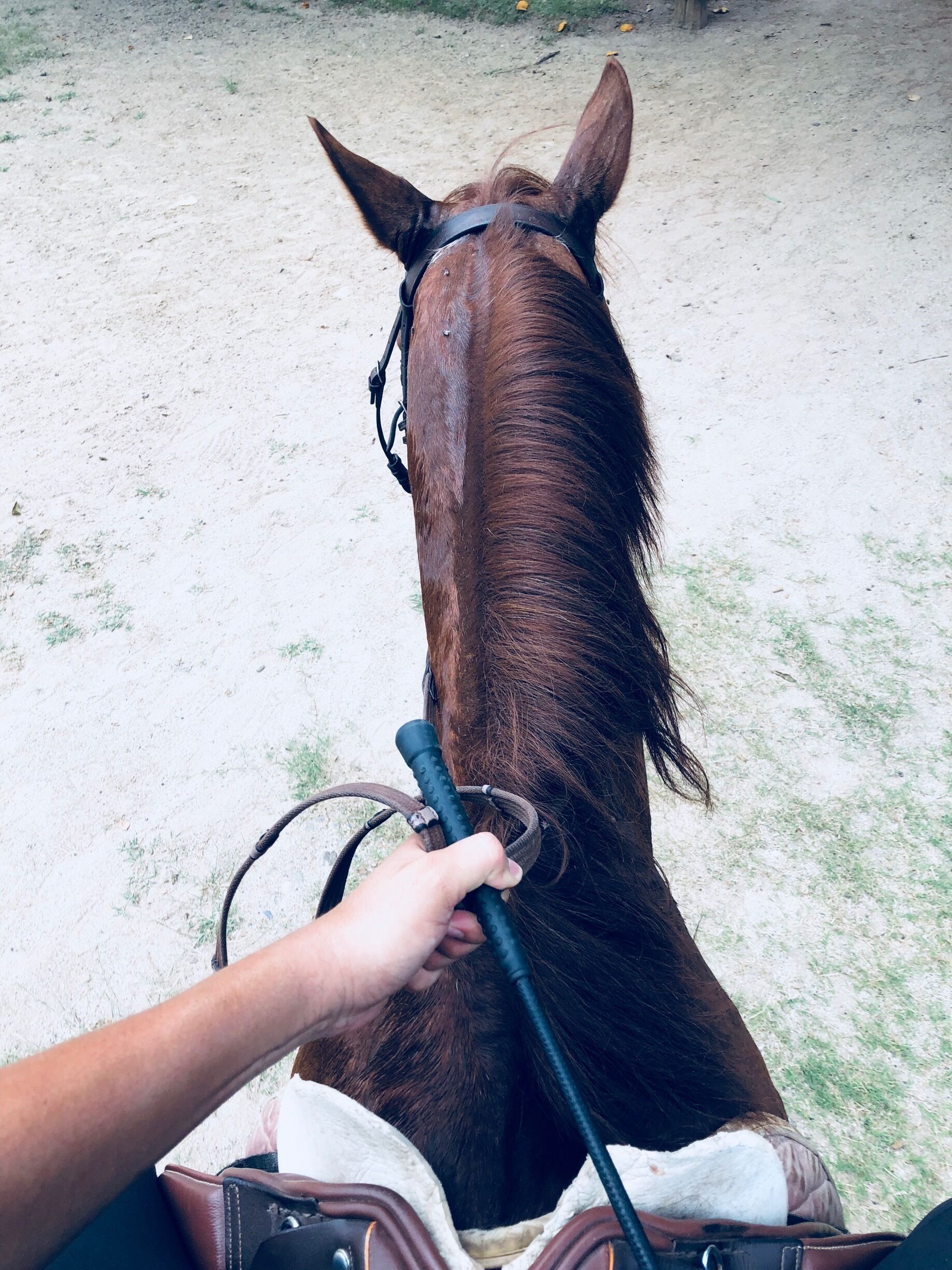 A horse's head with a bridle and reins, and a person holding the reins.