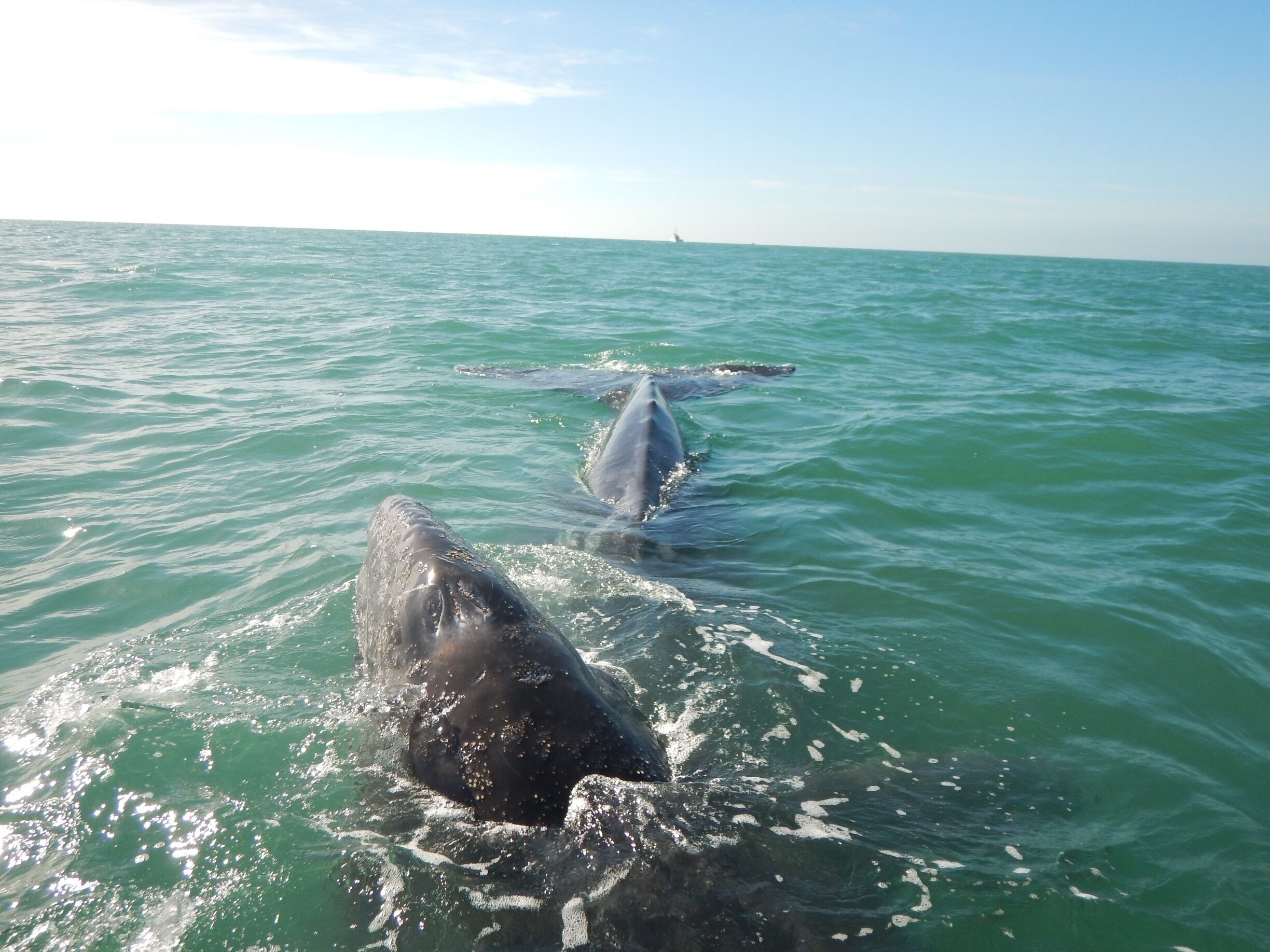 A baby gray whale plays with his mother.  Gray whales and their babies are extremely affectionate with one another, and are the most affectionate whales.  The baby in this picture is 6-8 weeks old and will stay with his mother during their migration north to Alaska beginning at the end of March/early April.