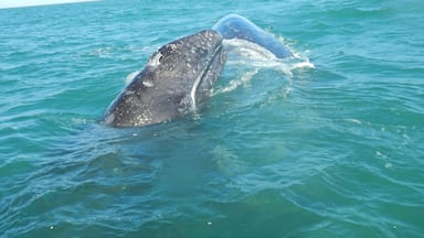A whale breaching the ocean surface.