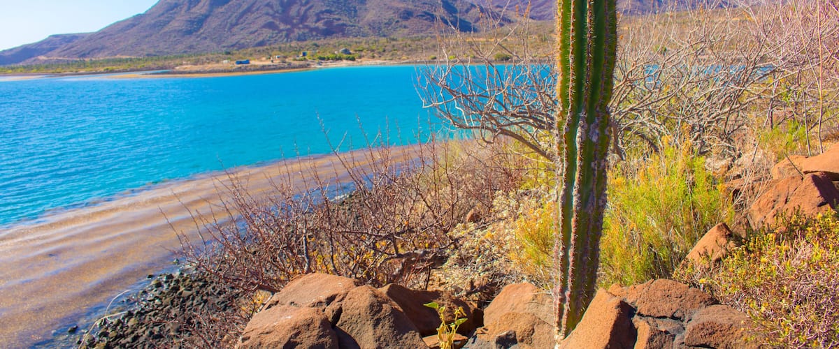 A cactus by a beach with mountains in the background.