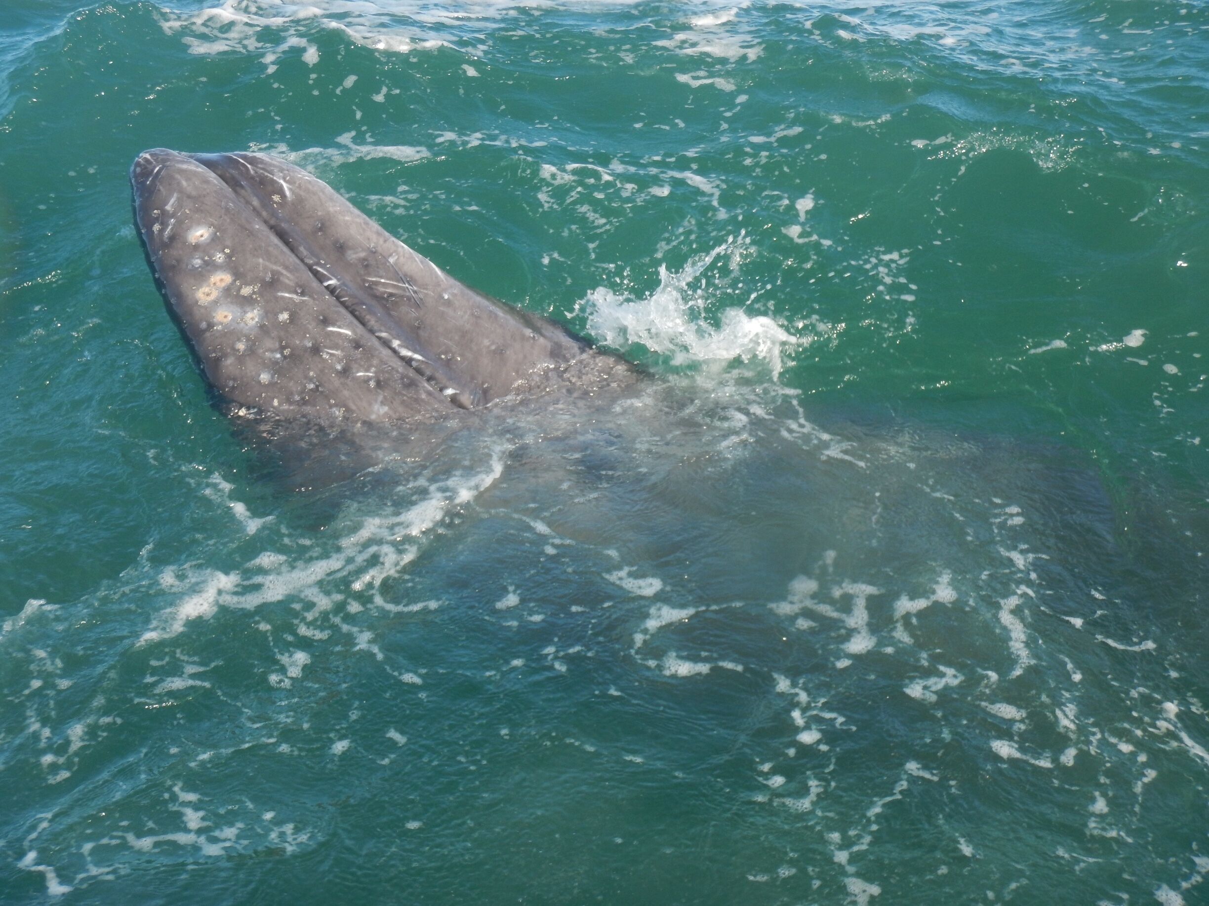 Baby Gray Whale flipped upside down, so instead of the ocean floor he is looking up at the boat.