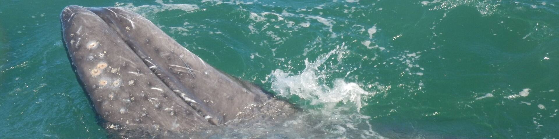 Baby Gray Whale flipped upside down, so instead of the ocean floor he is looking up at the boat.